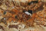 Petrified Horsetail (Calamites?) From Madagascar - Rare! #139600-1